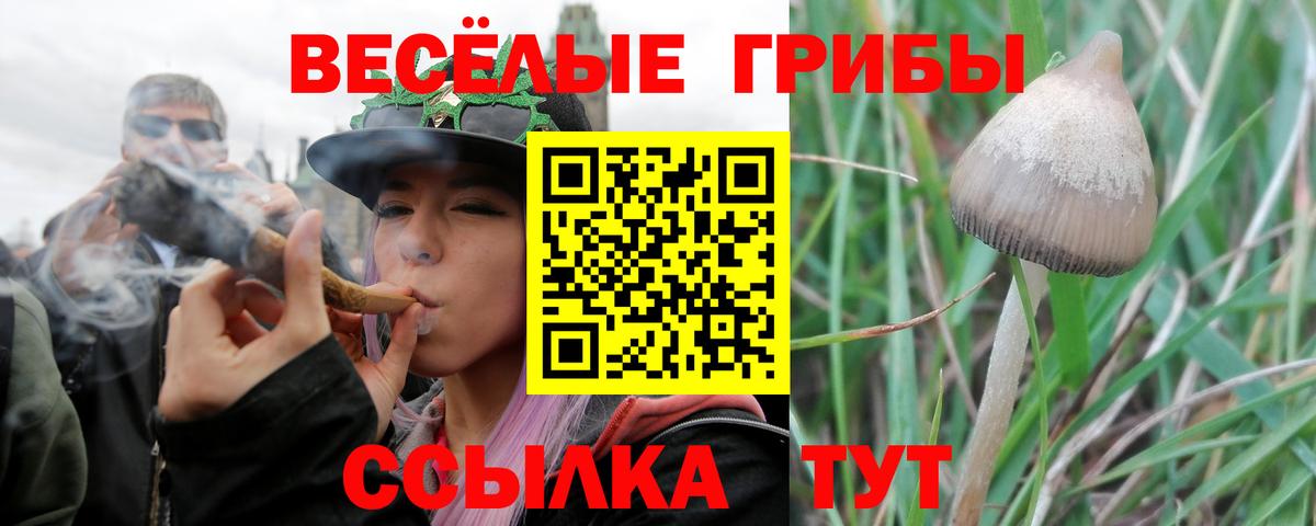 Галлюциногенные грибы Psilocybe  Вход с VPN  Кызыл 